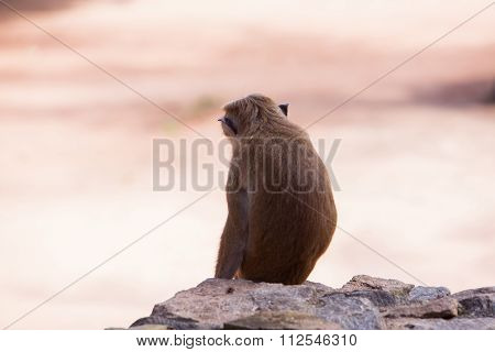 Toque Macaque Monkey