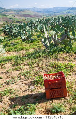 Harvest time