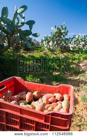 Harvest time