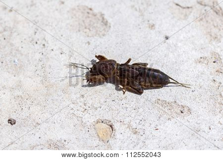 Gryllotalpidae