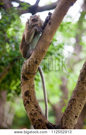 Toque Macaque Monkey