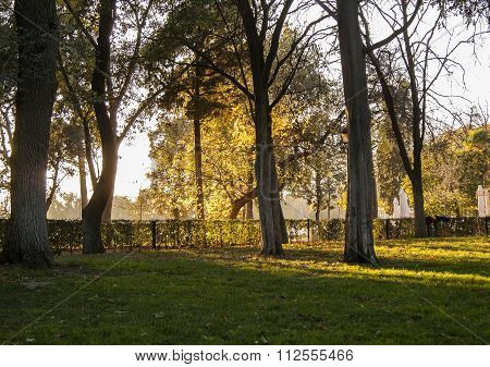 Autumn Sunset Light Through Park Trees And Bush