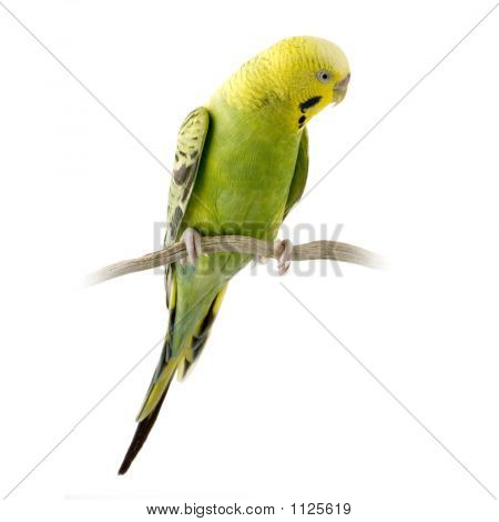 Periquito amarillo y verde