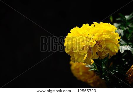 Marigold On Black Background