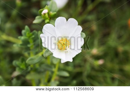 White Mosss-rose, Purslane Or Sun Plantflower