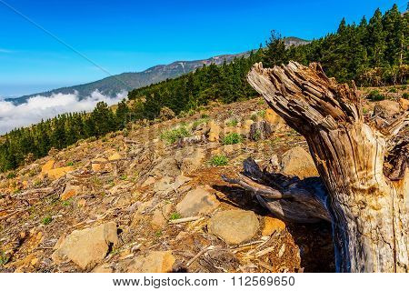 Landscape On Tenerife Island In Spain