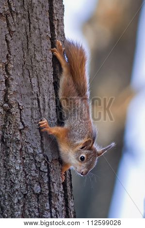squirrel on the tree in the forest