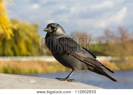 Western jackdaw