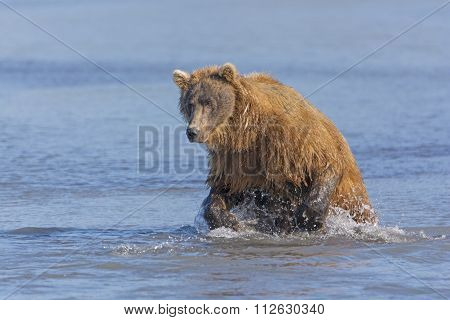 Grizzly Bear About To Pounce On A Fish