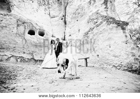 Very Sensual And Gorgeus Wedding Couple On The Picturesque Landscapes With Big Dog