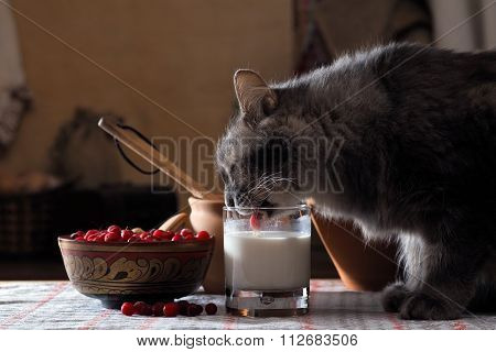 Cat drinking milk from a cup