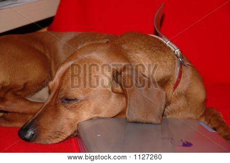Hund schlafen