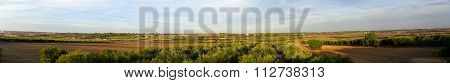 Olive trees colture