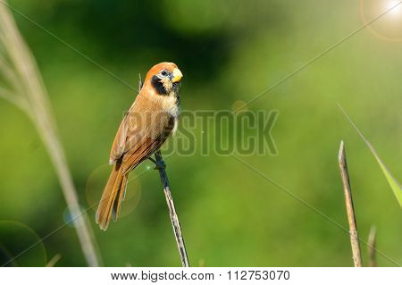 Spot-breasted Parrotbill Bird