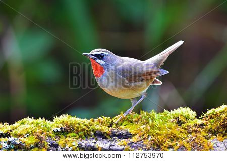 Siberian Rubythroat Bird