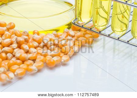 Research Corn Energy, Biofuel And Gmo In Laboratory