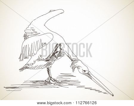 Hand drawn sketch of pelican scratching his neck