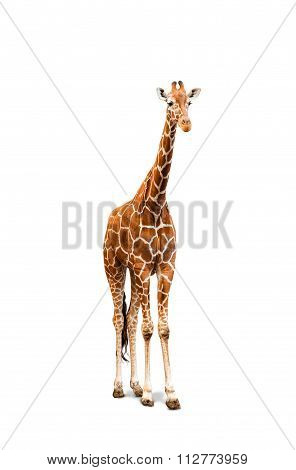 Young Giraffe