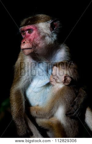 Toque Macaque Monkey - Mother Breastfeeding Baby