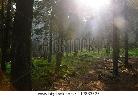 The Sun In The Forest