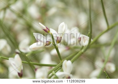 Retama Rhodorhizoides, Bridal Veil Broom