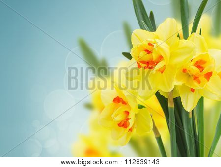 spring narcissus garden