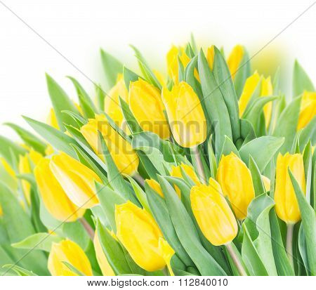 spring tulips on white