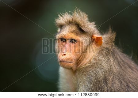 Bonnet Macaque, part of the Banyan Tree Troop, Bangalore, India.