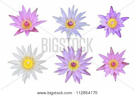 Six Mix Of Pink And White Lotus Flower Top View Has Some Drop Water On The Petal, Isolated On White
