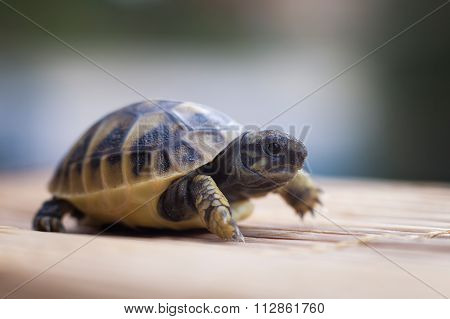little turtle walk ahead, just a few days old