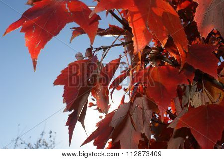 Red Maple