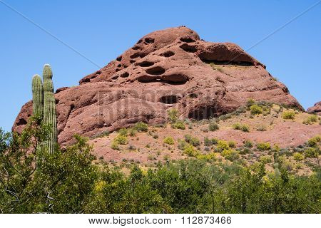 Saguaro Cactus And Mountain