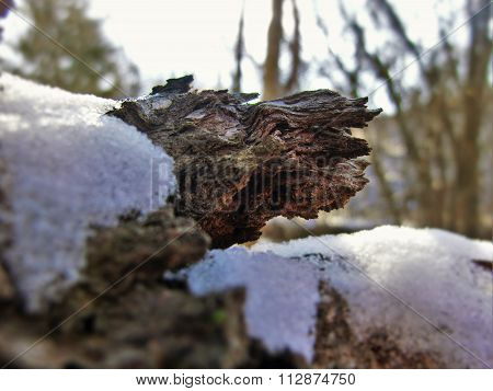 Tree Grain