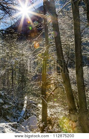 Winter Leaves Snow Ice Sun Wenatchee River Valley Leavenworth Washington