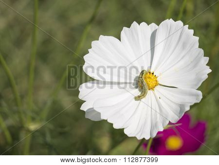 Cosmos Flowers
