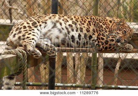 schlafende leopard