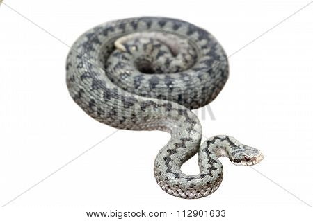 Isolated Common European Viper