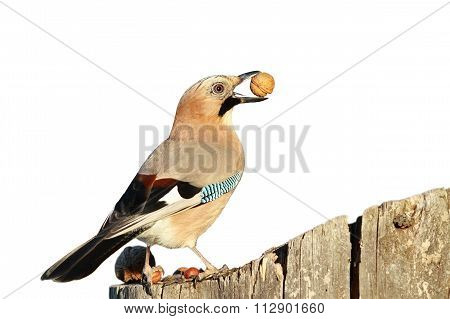 Isolated European Jay With Nut