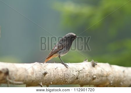 Male Black Redstart On Wood Fence