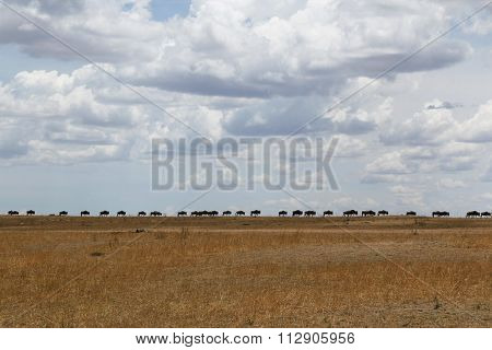 A Line of Wildebeests Walking