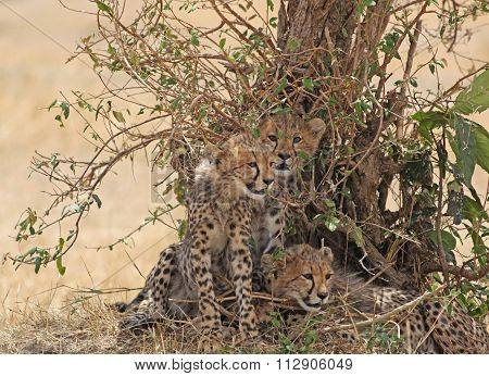 Cheetah Cubs Near a Bush