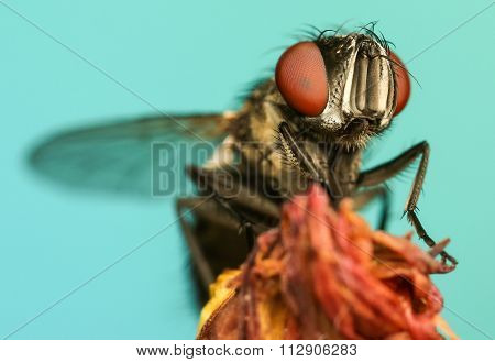 extreme macro detail