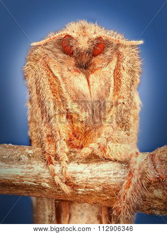 extreme macro detail