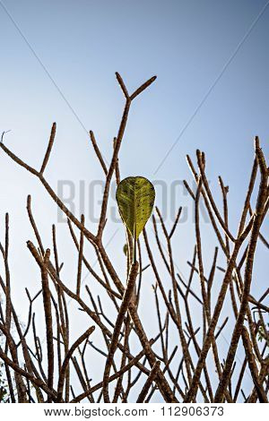 Last Leaf On The Tree