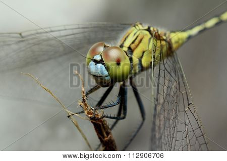 extreme macro detail