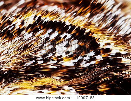 extreme macro detail