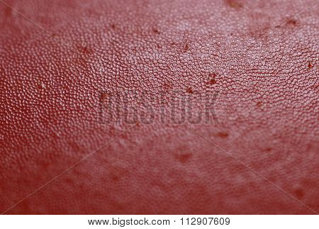 extreme macro detail