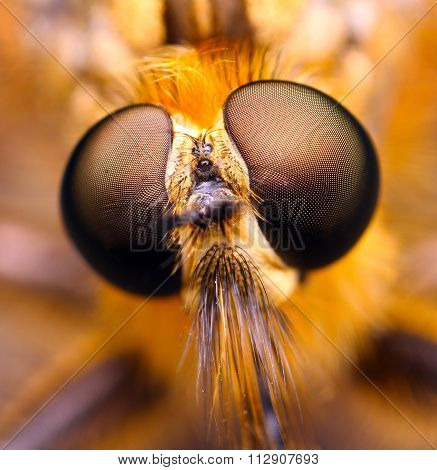 extreme macro detail