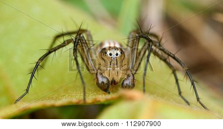extreme macro detail