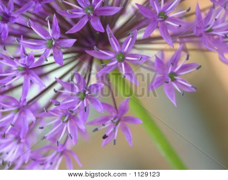 Lilla Allium